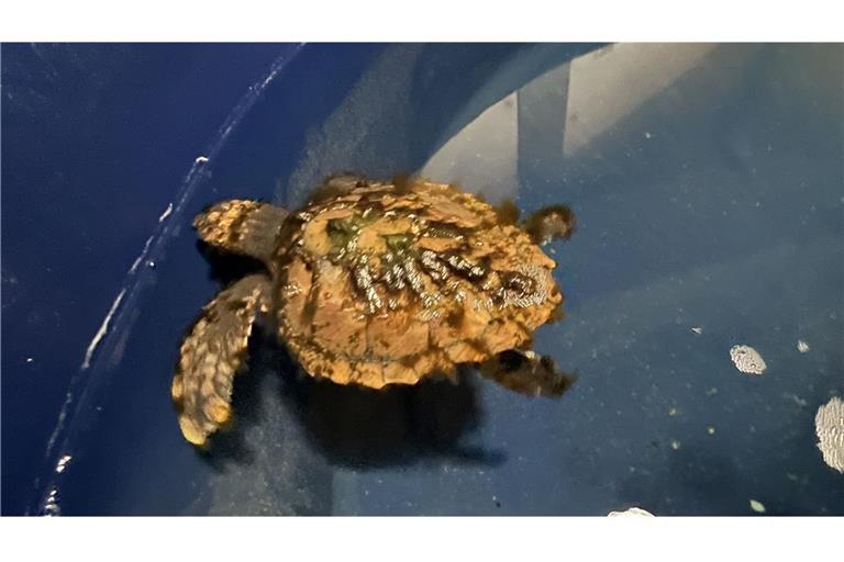 Eine junge Meeresschildkröte schwimmt in einem Becken im Sylt Aquarium. Das Tier wurde am Strand der Insel entdeckt.