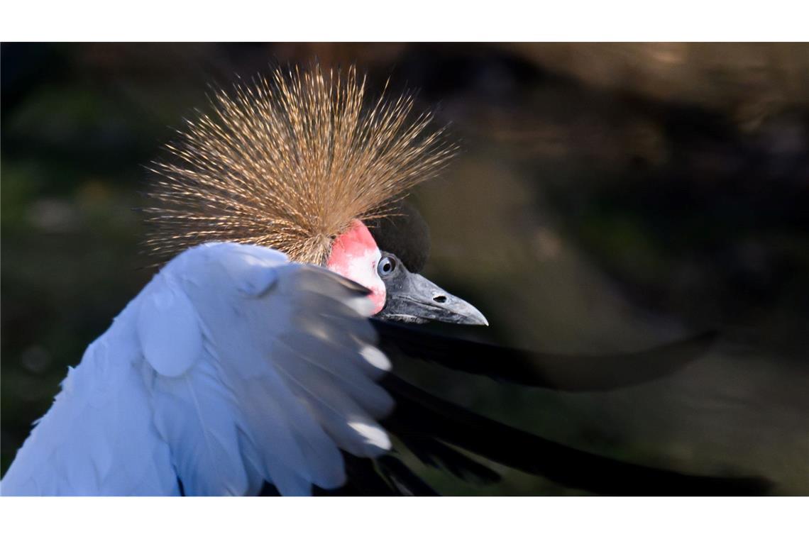 Eine Kronenkranich-Henne steht im Zoo Dresden im Gehege.