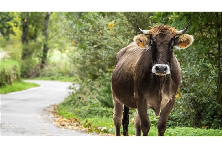 Eine Kuh hat in Tübingen für mehrere Straßensperrungen gesorgt (Symbolbild).