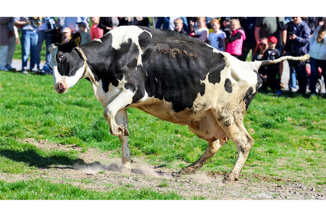 Bilder des Tages Eine Kuh hüpft beim Weideaustrieb.