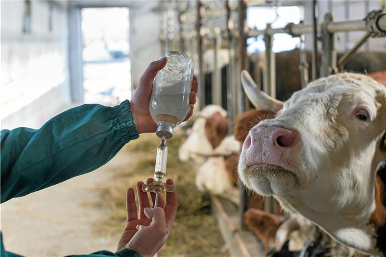 „Eine Kuh kennt keinen Sonntag“, sagt Harald Pfeiffer. Der Tierarzt betreut neben den kleineren Gefährten landwirtschaftliche Nutztiere und muss im Notfall auch mal schnell raus in den Stall fahren, wenn es einem Rind schlecht geht. Foto: Adobe Stock/Budimir Jevtic