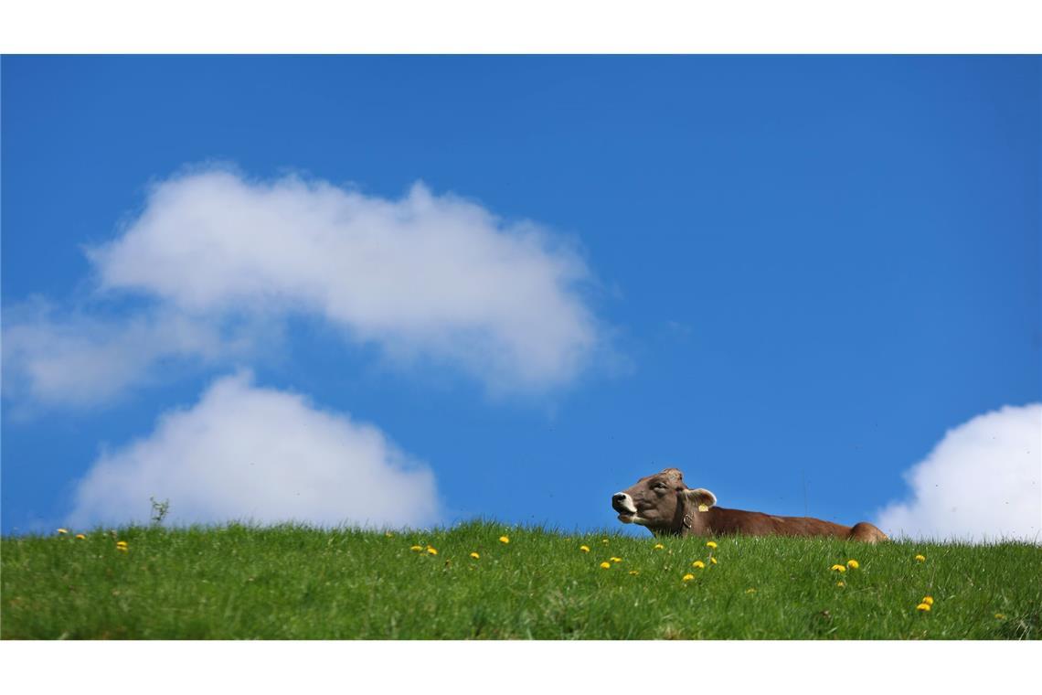 Bilder des Tages Eine Kuh steht auf einer Weide im Allgäu unter einem blauen Himmel, über den ein paar Wölkchen ziehen.