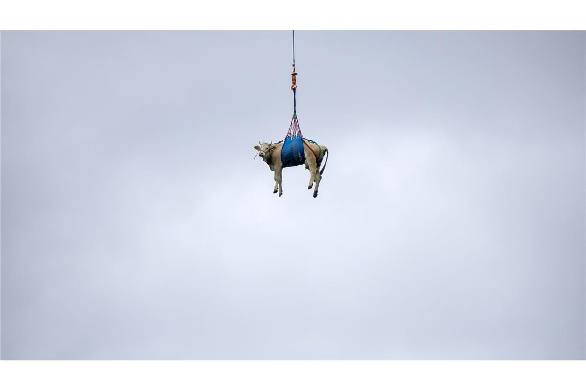 Bilder des Tages Eine Kuh wird in der Schweiz mit Hubschrauber evakuiert