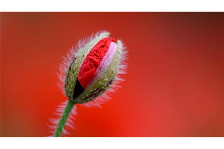 Eine leicht geöffnete Klatschmohn-Blüte ist vor dem leuchtenden Rot blühender Pflanzen zu sehen.
