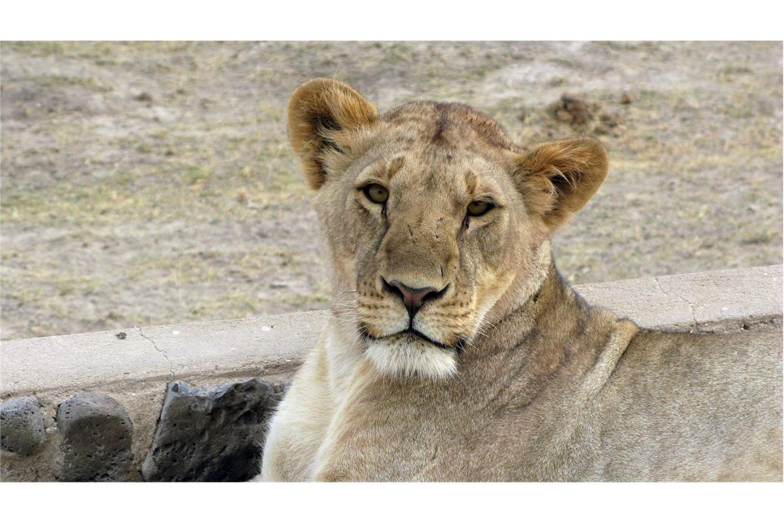 Löwin tötet 14-Jährige, Elefant tötet Mann Eine Löwin hat ein 14 Jahre altes Mädchen in Kenia verschleppt und getötet. (Symbolbild)
