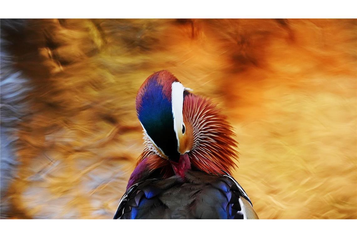 Bilder des Tages Eine Mandarinenten putzt sich am Wasser im Botanischen Garten von Dublin.
