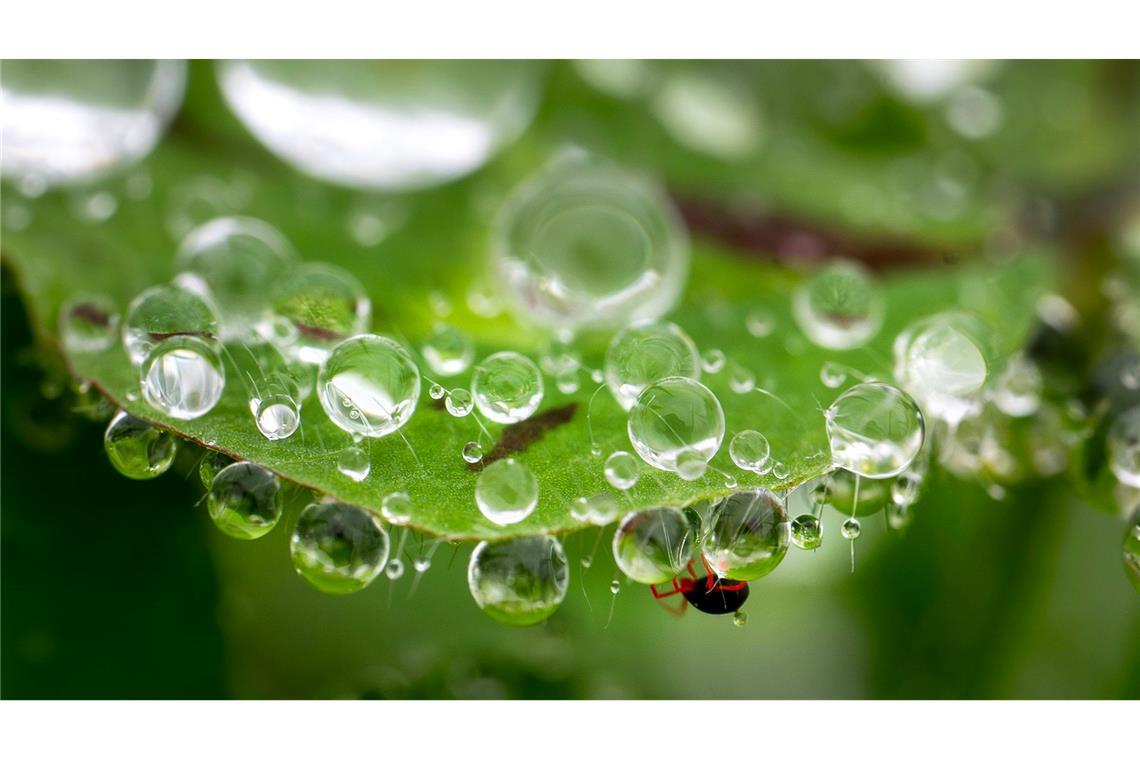 Eine Milbe (unten) klettert zwischen Regentropfen an einem Kleeblatt an einem Hang im ländlichen Südwesten Oregons.