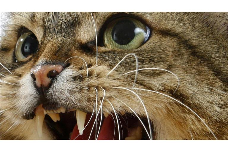 Eine mit einer fauchenden Katze  konfrontierte Frau hat in Bremen die Polizei eingeschaltet (Symbolfoto).