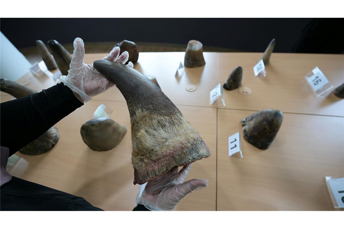 Eine Mitarbeiterin des National Parks Board (NParks) zeigt die 20 beschlagnahmten Nashorn-Hörner in Singapurs Zentrum für Wildtier-Forensik.