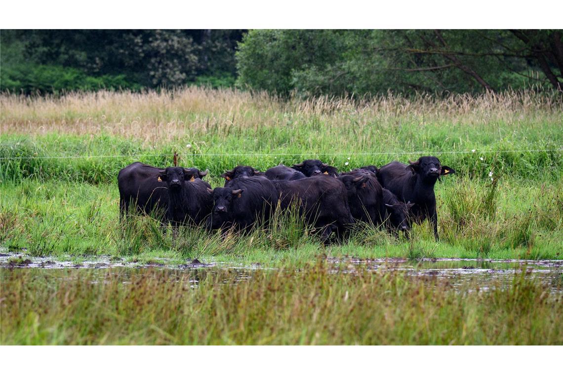 Eine mögliche Bewirtschaftung für nasse Flächen bieten Wasserbüffel, die mit dem feuchten Untergrund gut zurechtkommen. (Archivbild)