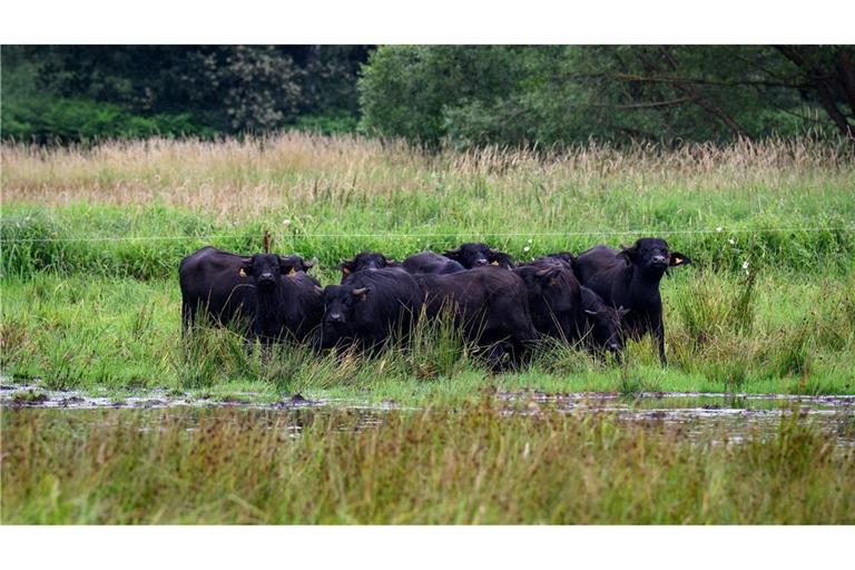 Eine mögliche Bewirtschaftung für nasse Flächen bieten Wasserbüffel, die mit dem feuchten Untergrund gut zurechtkommen. (Archivbild)