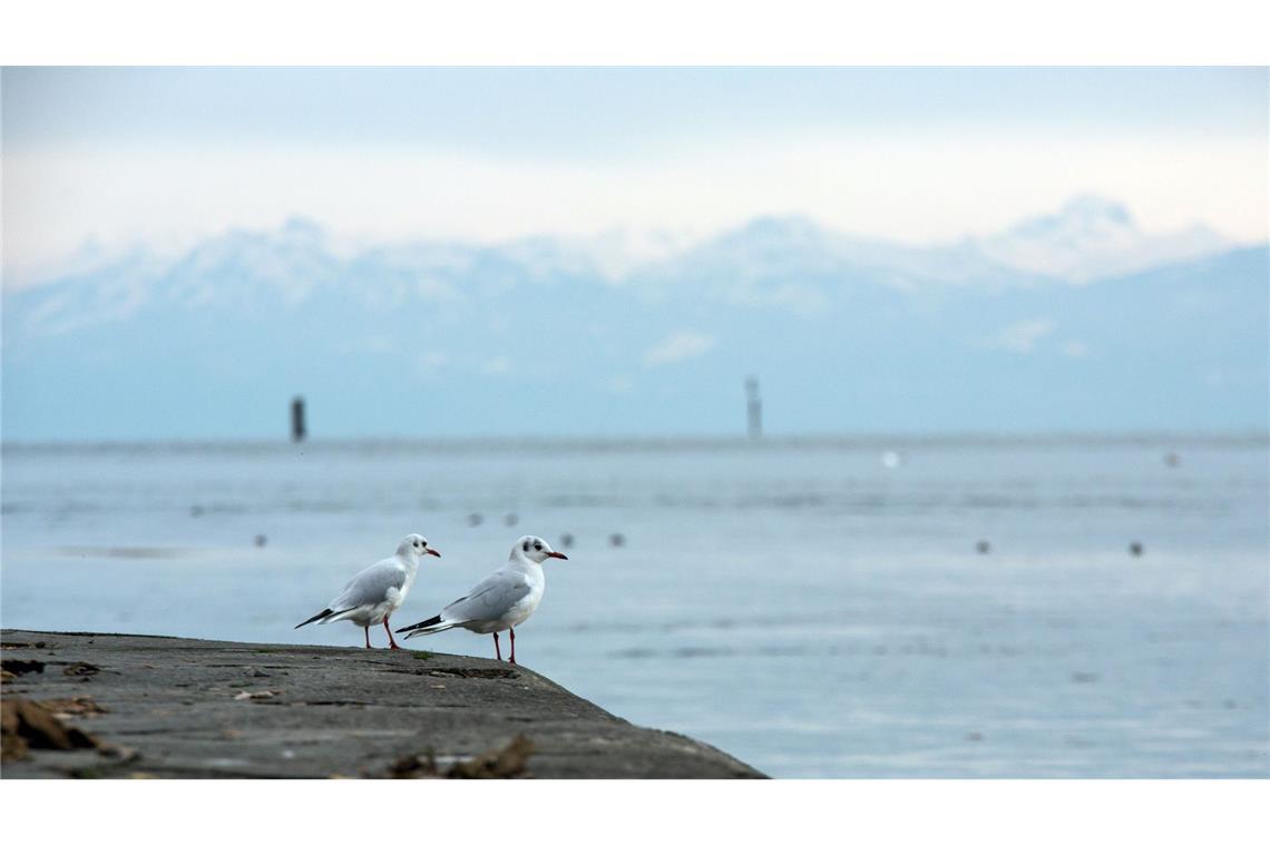 Vogelgrippe-Fall am Bodensee - Infizierte Möwe Eine Möwe am Bodensee wurde positiv auf den Erreger getestet. (Symbolbild)