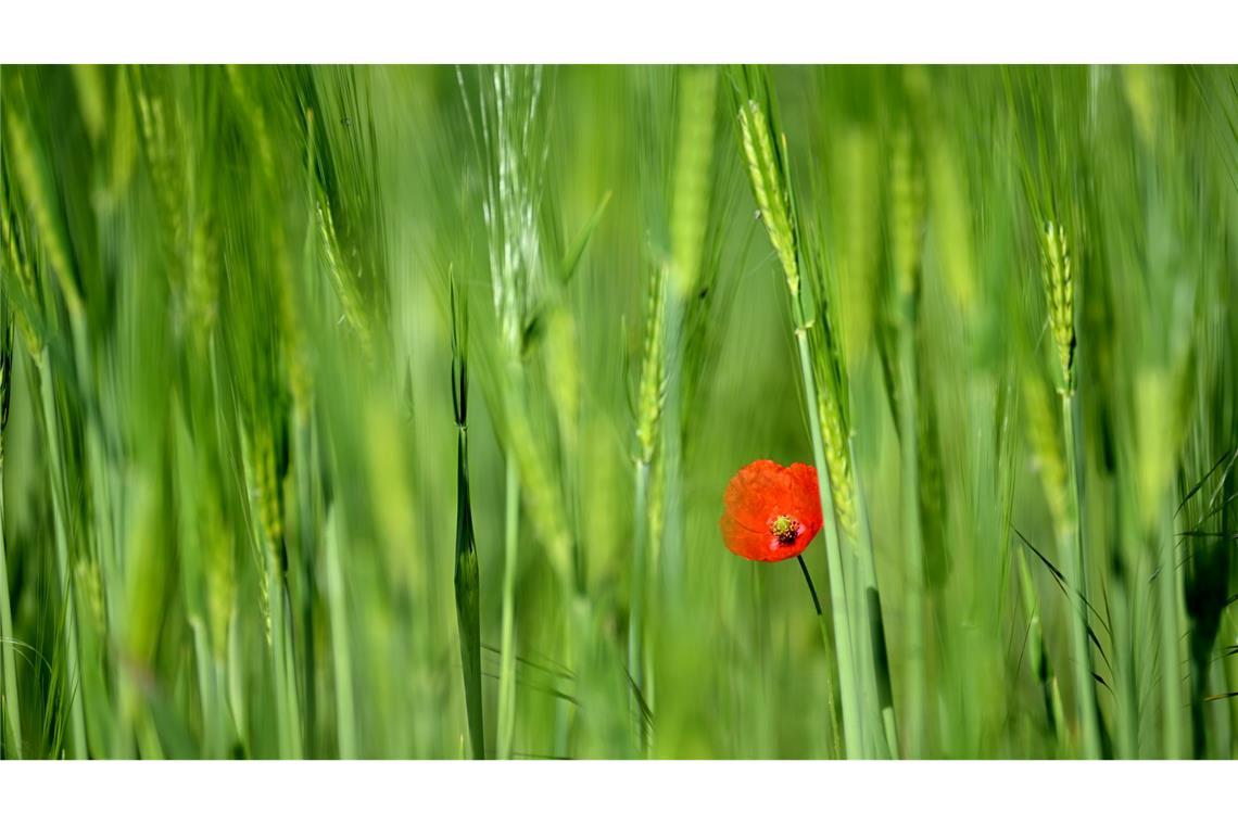 Bilder des Tages Eine Mohnblume blüht in einem Getreidefeld in Hackenbroich.