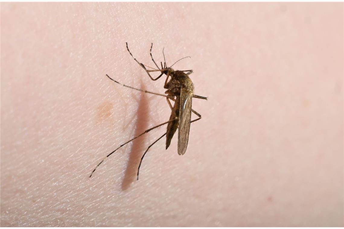 Eine Mücke (Aedes flavescens) sitzt auf einem Arm.