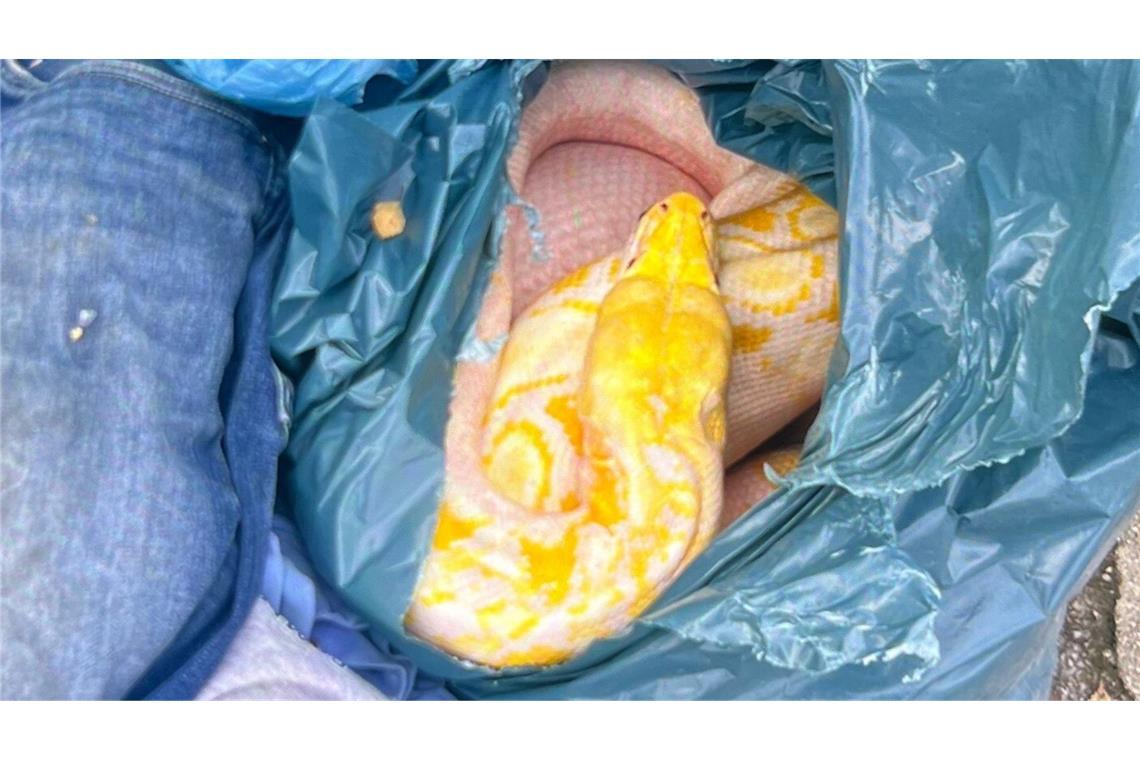 Eine Netzpython bei der Altkleidersammlung hat für Aufregung gesorgt in Welver bei Hamm.