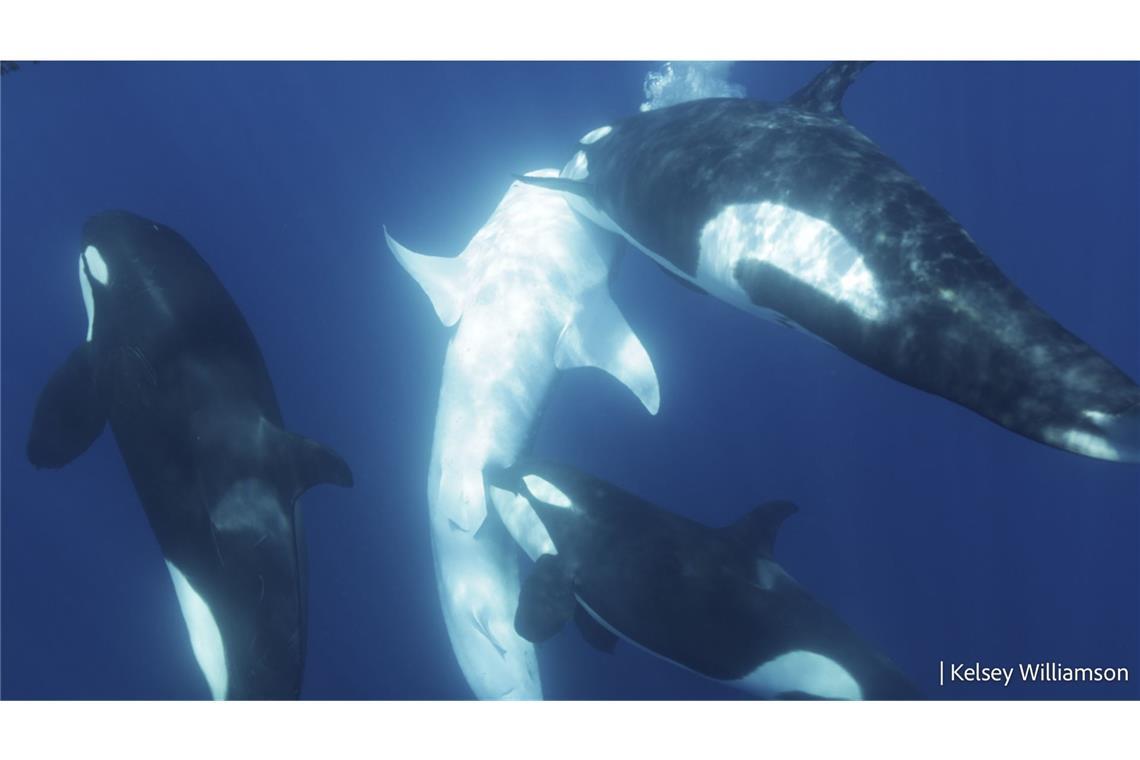 Wie Orcas viel größere Walhaie jagen Eine Orca-Gruppe attackiert einen Walhai (Mi., helles Tier), wobei sie gezielt auf den Bauch gehen. Orca-Gruppen wurde vor der Küste Mexikos dabei beobachtet, wie sie gezielt Walhaie töten und diese fressen.