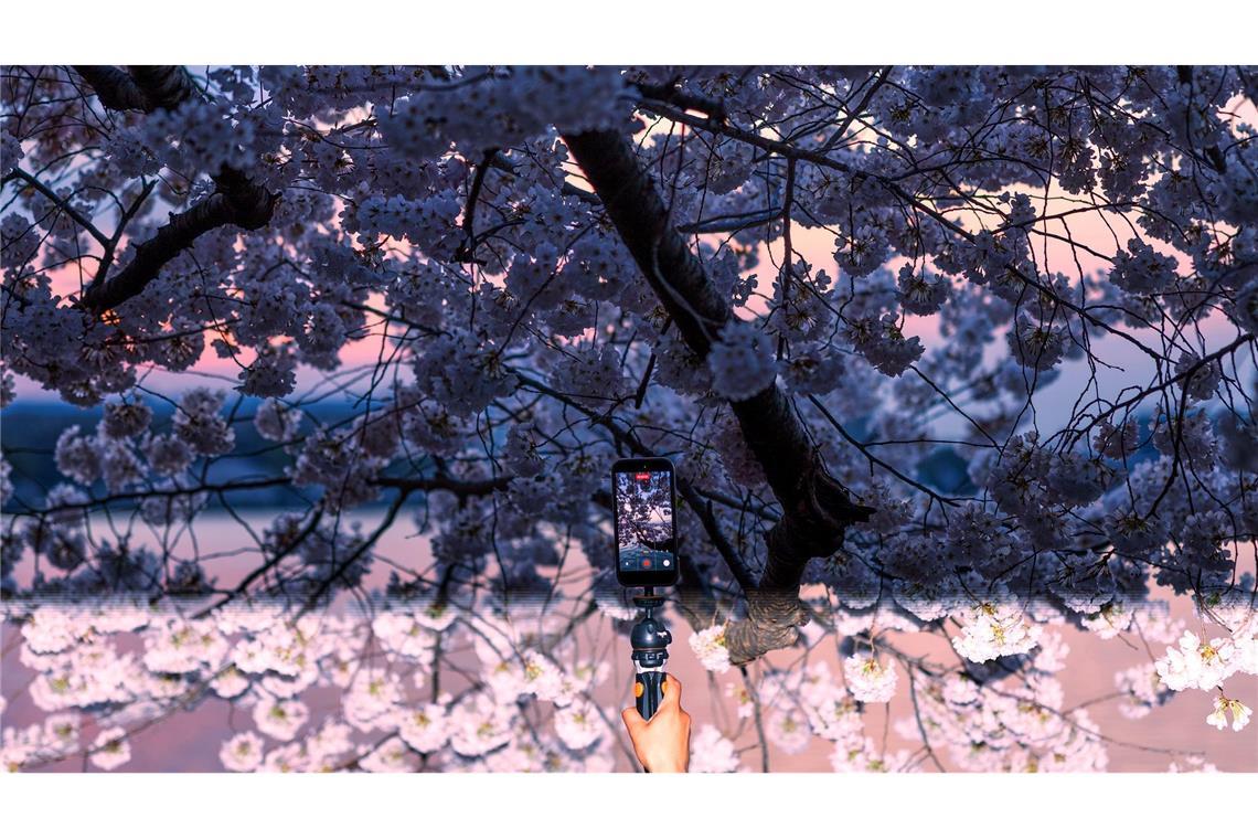 Eine Person fotografiert die blühenden Kirschbäume am Tidal Basin mit dem Handy.