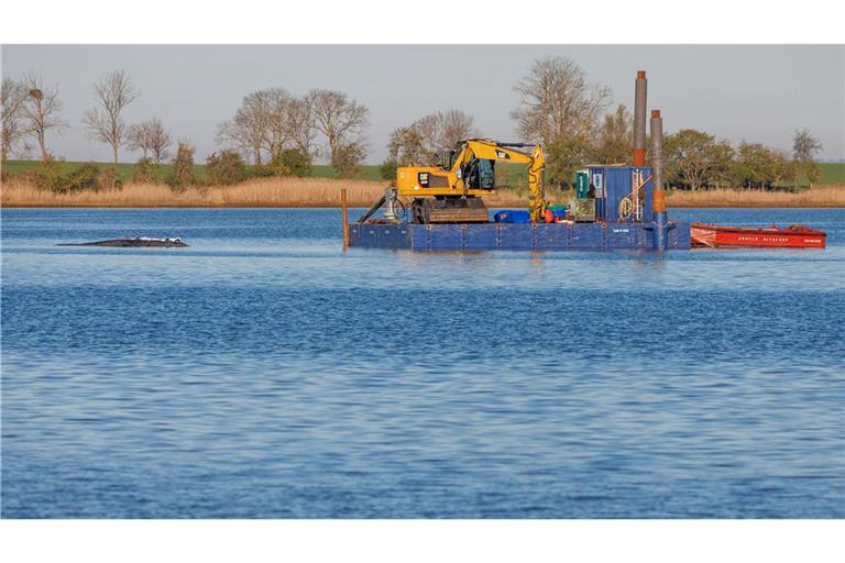 Eine private Initiative versucht seit Tagen, den Wal wegzubringen.