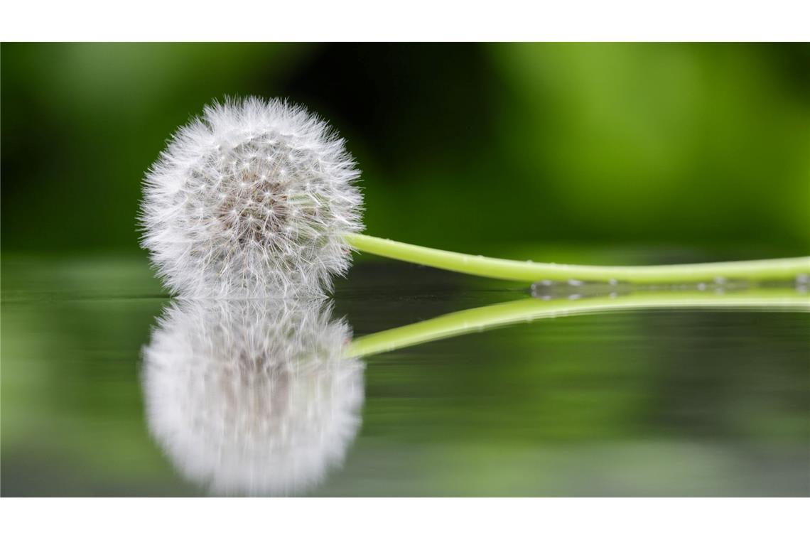 Bilder des Tages Eine Pusteblume liegt in einer Pfütze.