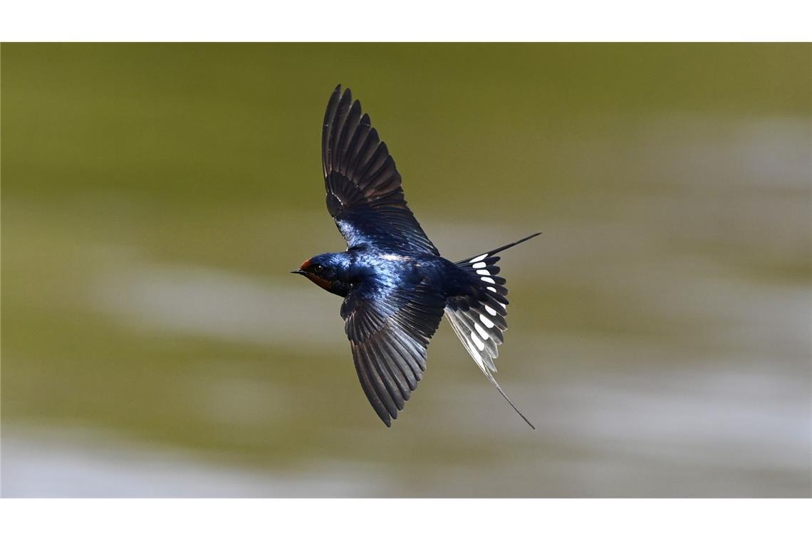 Wenn die Zugvögel zurückkehren Eine Rauchschwalbe am Ufer des Jungfernsees bei Potsdam. (Archivbild)