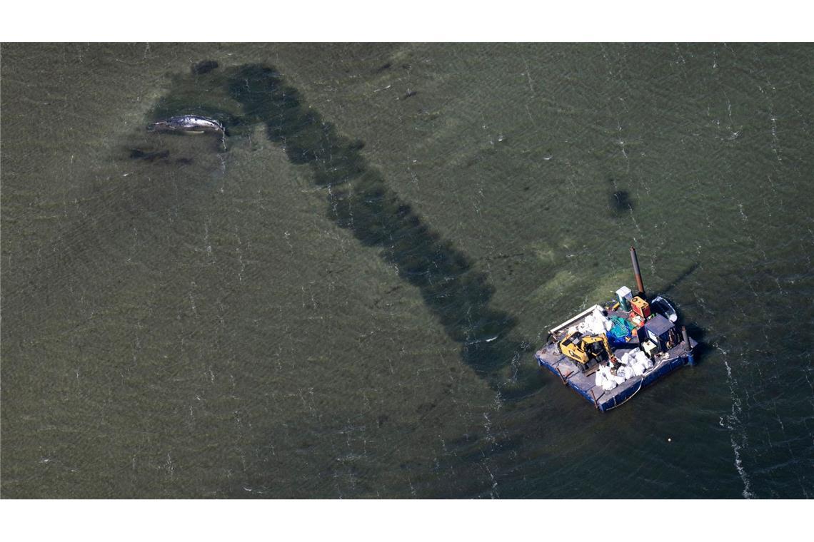 Eine Rinne führt vom Wal in tieferes Gewässer.