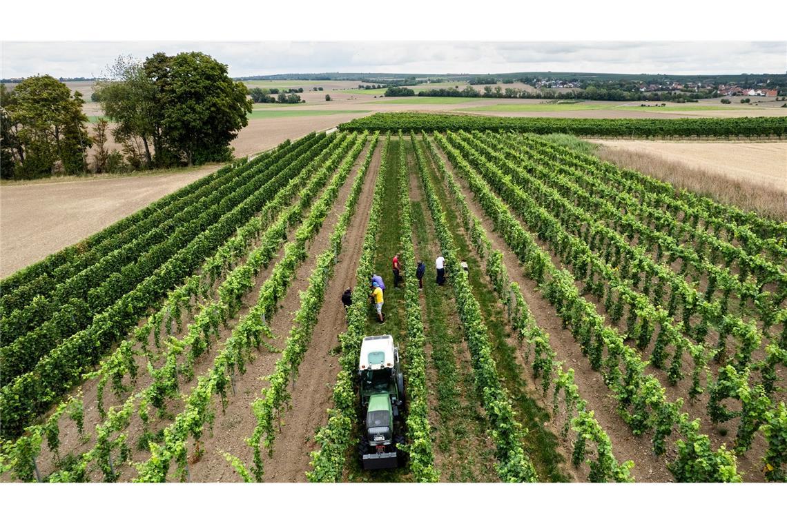 Eine Schätzung am Ende der Lese geht von deutlichen Einbrüchen bei der Menge aus. (Archivbild)