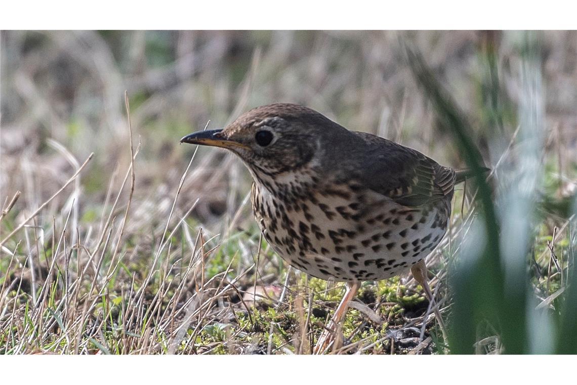 Wenn die Zugvögel zurückkehren Eine Singdrossel auf einer Wiese. (Archivbild)