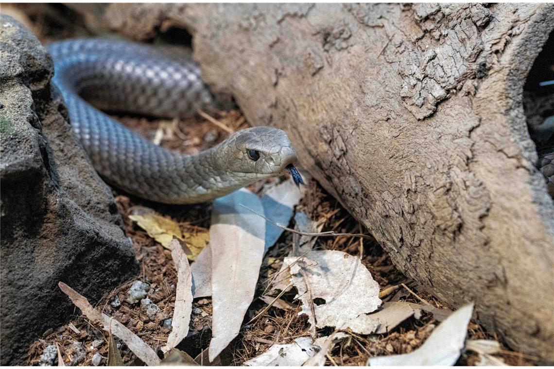Eine solche Brown Snake hat einen Mann in Australien gebissen. Er verstarb kurz danach an den Folgen des  Schlangengift