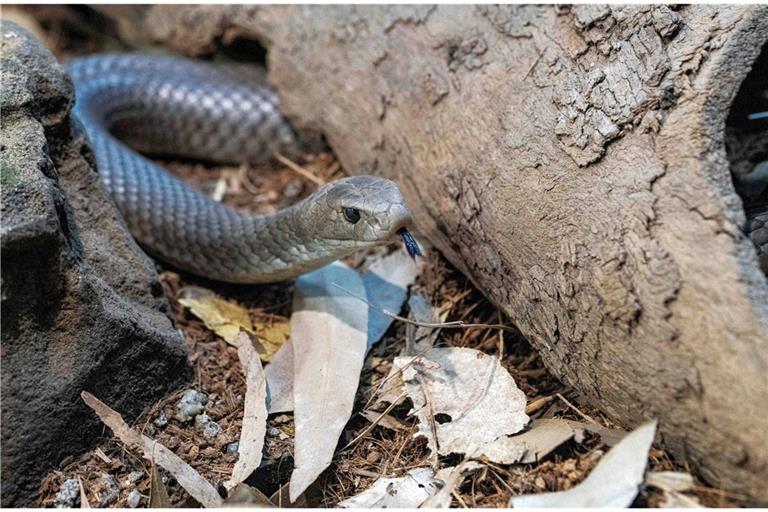 Eine solche Brown Snake hat einen Mann in Australien gebissen. Er verstarb kurz danach an den Folgen des  Schlangengift