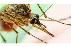 Eine Stechmücke sitzt beim Blut-Schmaus auf menschlicher Haut: Mit einer hochauflösenden Kamera aufgenommen, sehen die das West-Nil-Virus übertragende Stechmücken noch bedrohlicher aus.