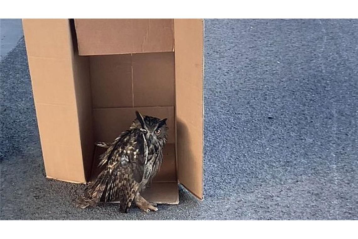 Eine Streife der Autobahnpolizei Darmstadt rettete den verletzten Vogel. (Foto Handout)