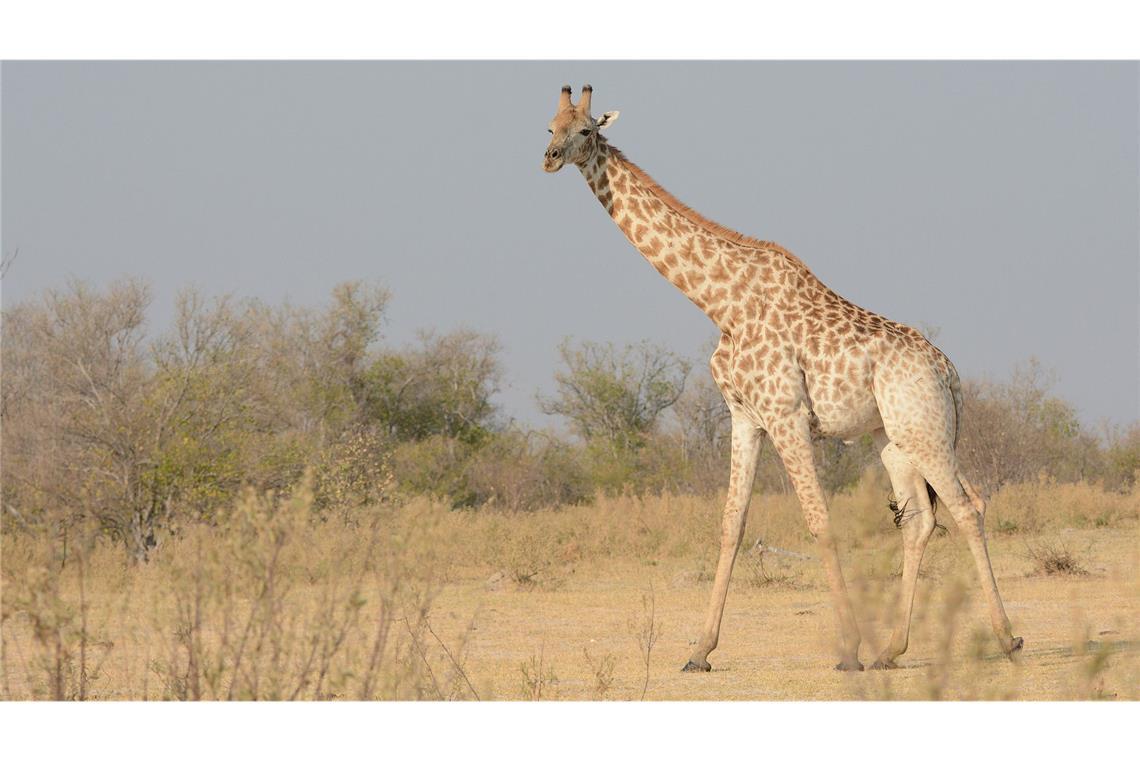 Von wegen "die" Giraffe: Vier verschiedene Arten anerkannt Eine Süd-Giraffe
