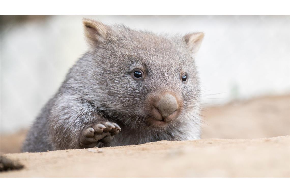 Nach Wombat-Skandal: US-Influencerin verlässt Australien Eine US-Influencerin entriss ein Wombat-Baby der Mutter und filmte die Aktion – dafür kassierte sie im Netz einen Shitstorm. (Symbolbild)