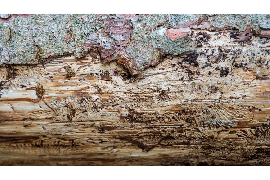 Eine vom Borkenkäfer befallene Fichte liegt auf dem Waldboden. Unter der Rinde kann man das Fraßbild der Buchdrucker-Käferlarven sehen. (Archivbild)