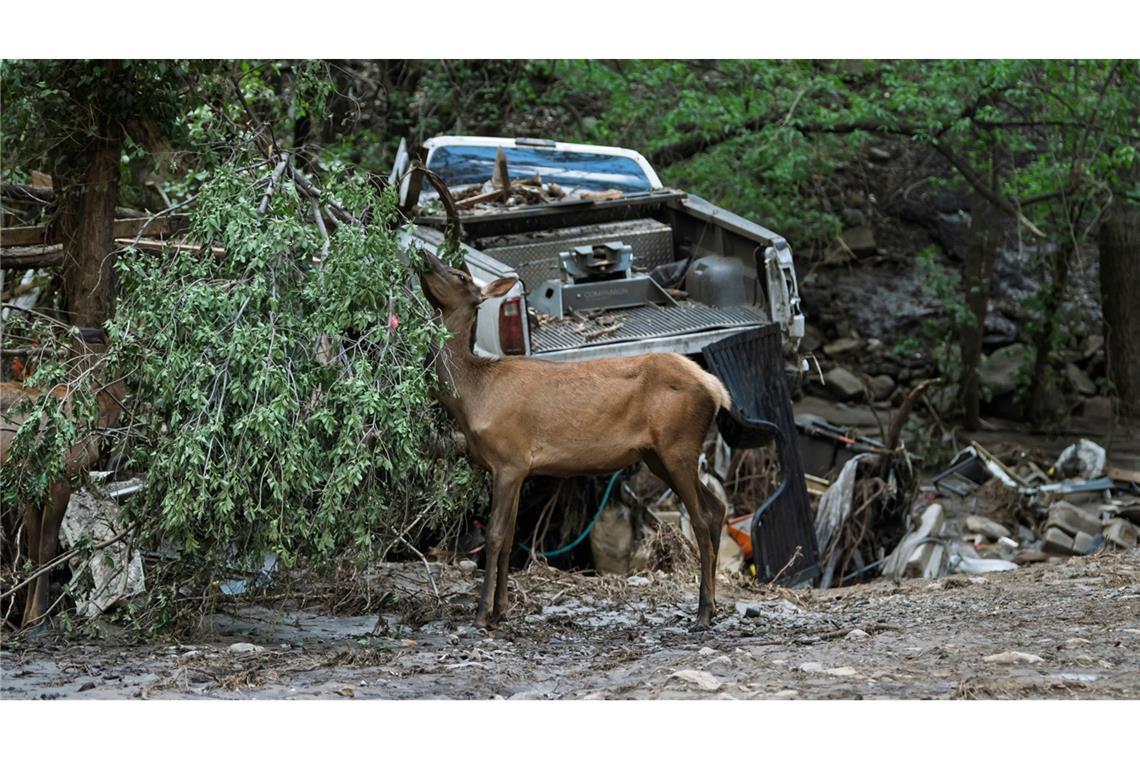 Bilder des Tages Eine Wapiti Hirschkuh ernährt sich von flussabwärts geschwemmten Pflanzen, während die Bewohner der Stadt Ruidoso, New Mexico, in ihre Nachbarschaft zurückkehren, um zu sehen, was von ihren Häusern übrig geblieben ist, einen Tag nachdem schwere Überschwemmungen Grundstücke und Wohnwagen entlang des Rio Ruidoso in Ruidoso, New Mexico, weggespült hatten.