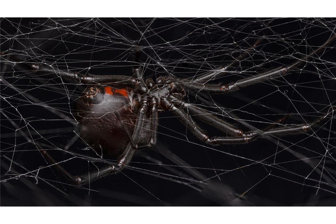 Schwarze Witwen locken Männchen mit „Käsefuß“-Geruch Eine weibliche schwarze Witwe (Latrodectus hesperus) auf ihrem Netz.