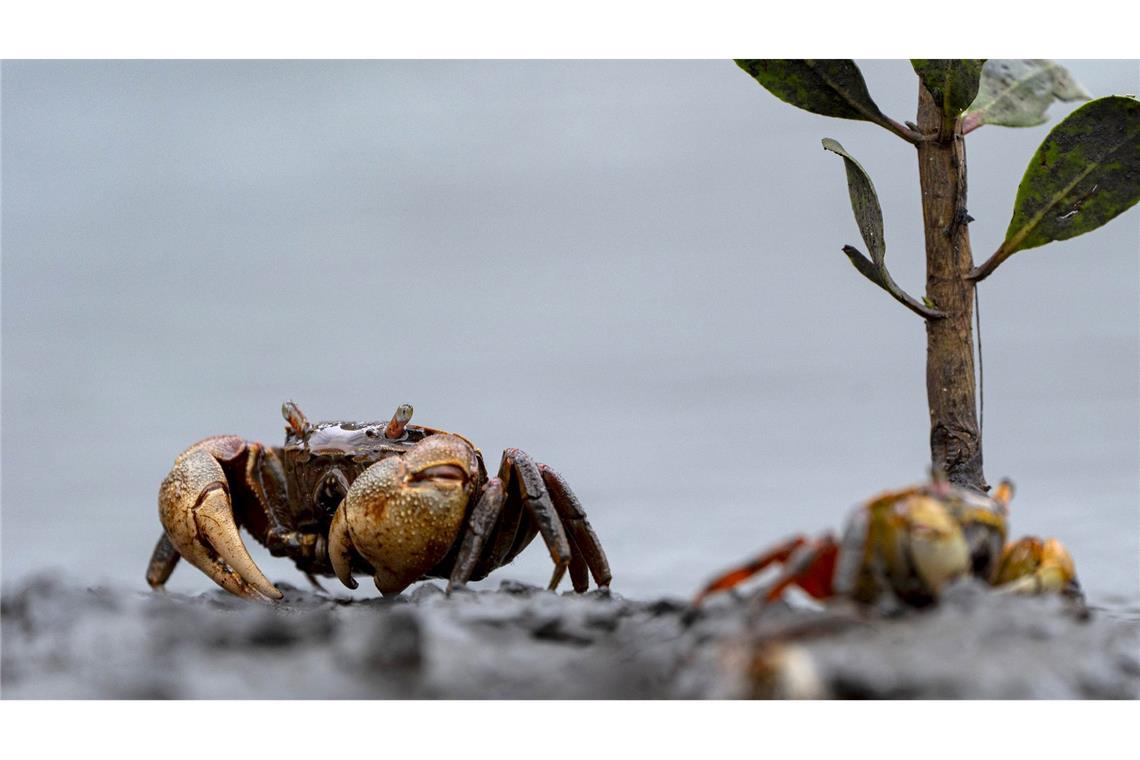 Eine Winkerkrabbe sind in dem Guapimirim-Mangrovengebiet in der Guanabara-Bucht unterwegs.