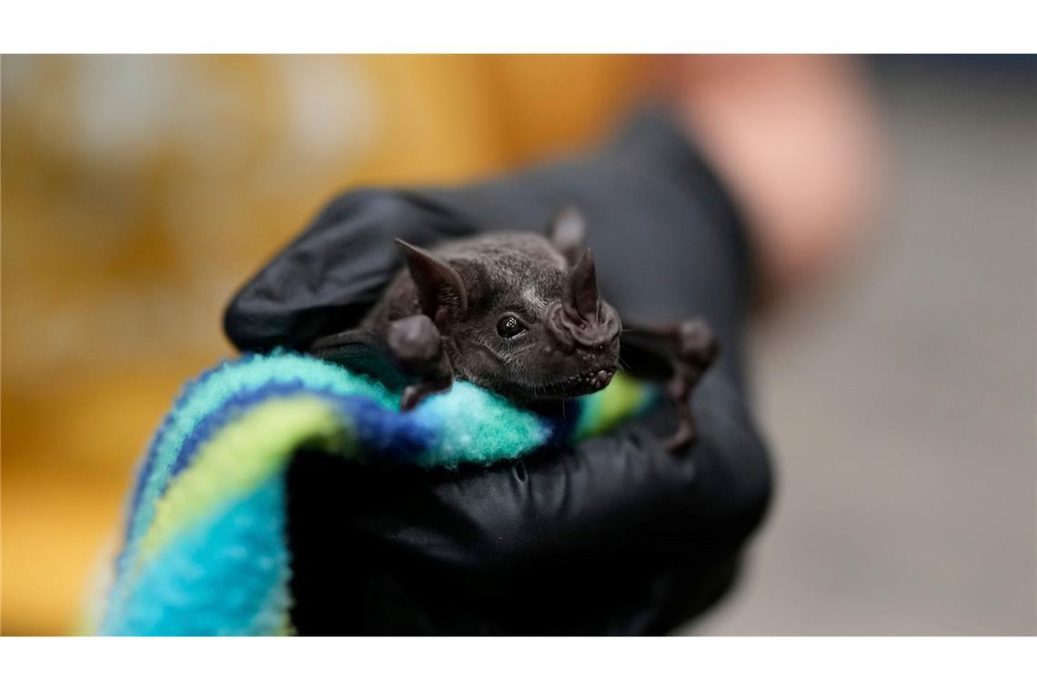 Bilder des Tages Eine Wissenschaftlerin des Smithsonian Tropical Research Institute fängt eine Fledermaus zu Forschungszwecken.