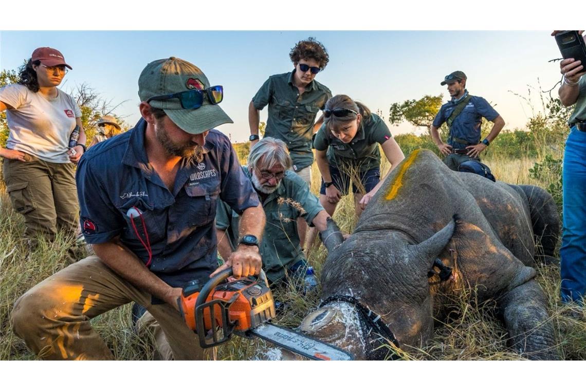 Entfernung des Horns reduziert Nashorn-Wilderei Einem Nashorn wird vorsorglich das Horn abgesägt. (Handout)