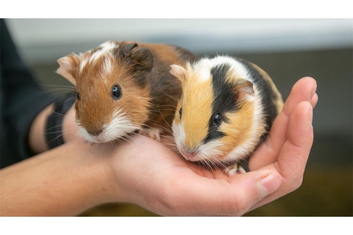 Einem Sicherheitsdienst sei Dank: Das Meerschweinchen wurde an die Halterin zurückgegeben.