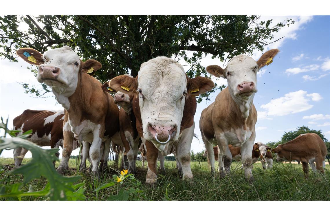 Tiervermarkter soll über Monate betrogen haben Einer der größten deutschen Viehvermarkter steht im Verdacht, die Lieferpapiere von mehr als 1.100 Rindern manipuliert zu haben (Symbolbild).