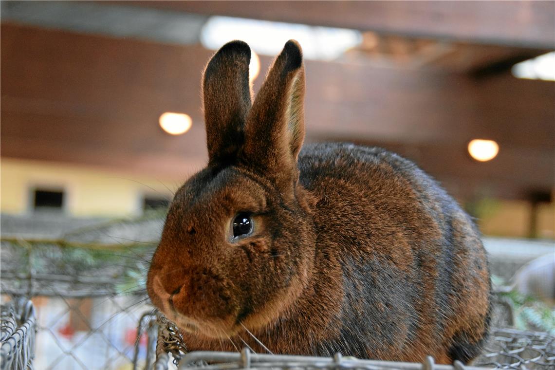 Züchter punkten mit ihren Tieren Einer der preiswürdigen Gesellen: das Kaninchen der Rasse Deilenaar von Wolfgang Hess. Foto: Elisabeth Klaper