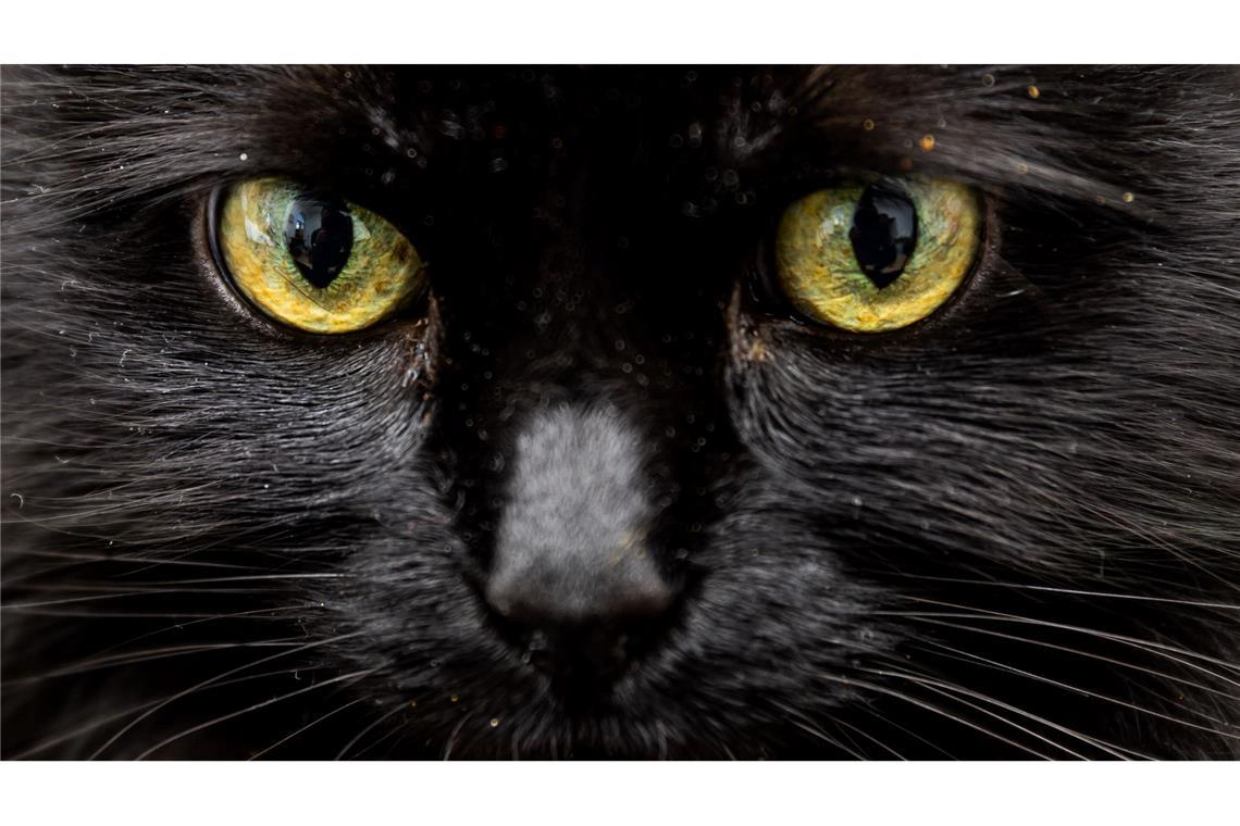 Einer Katze in Florida stand nach dem Verzehr von 26 Haargummis die Einschläferung bevor. (Symbolbild)