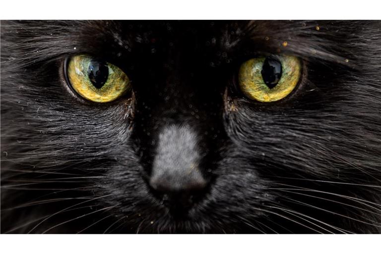 Einer Katze in Florida stand nach dem Verzehr von 26 Haargummis die Einschläferung bevor. (Symbolbild)