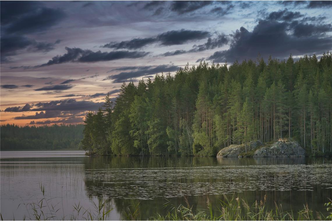 Wie Nadelbäume Borkenkäfer abwehren Einige Diterpene im Harz heutiger Nadelbäume entstanden bereits vor 300 Millionen Jahren, lange bevor es Kiefern, Fichten oder Tannen in ihrer heutigen Form gab.