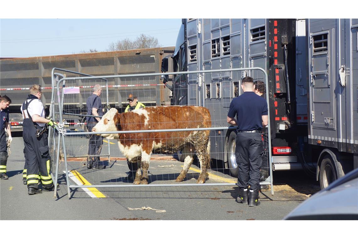 Auffahrunfall mit Tiertransporter - Kuh läuft auf Autobahn Einsatzkräfte betreuen eine Kuh. Bei einem Auffahrunfall eines Tiertransporters auf der Autobahn 1 bei Unna.