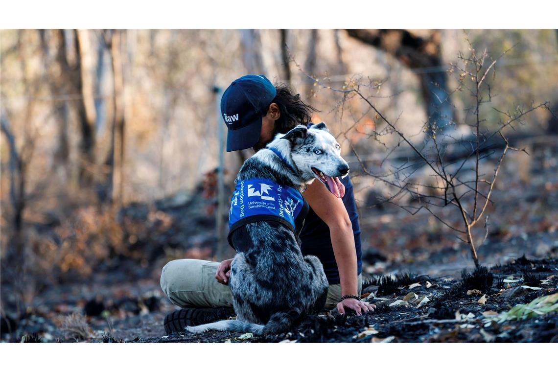Einst galt er als Problemhund - dann fand der energiegeladene Bear seine Lebensaufgabe in den australischen Wäldern. (Archivbild)
