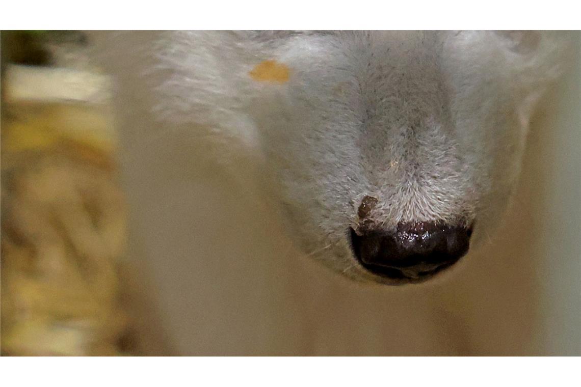 Eisbär-Baby nach kurzem Ausflug in Innenbereich gelockt Eisbär-Mama Nuka hat beim Lachsöl-Schlecken geschlabbert: Nun hat das Jungtier einen Fleck im Gesicht.