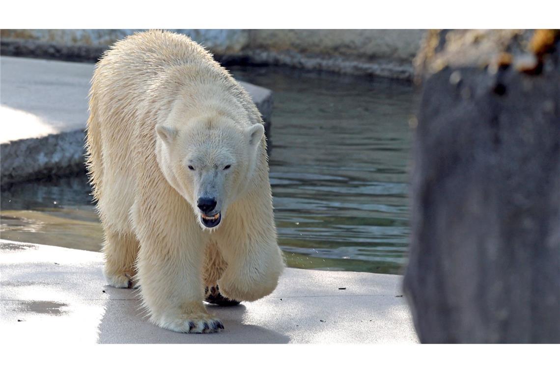 Karlsruher Zoo: Eisbär-Baby hat Silvesternacht überlebt Eisbärin Nuka hatte Anfang November auf der Außenanlage und nicht in der Wurfhöhle zwei Babys zur Welt gebracht.
