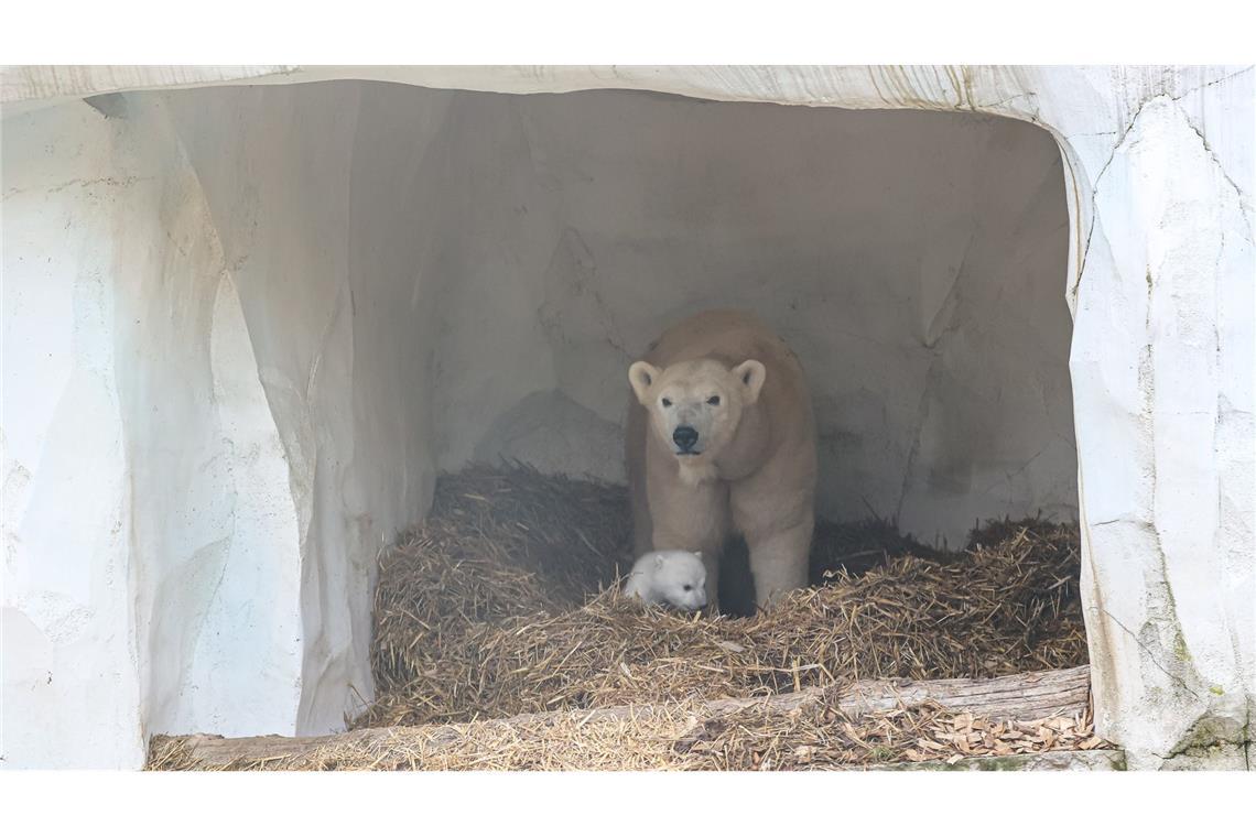 Müssen die Eisbären im Karlsruher Zoo leiden? Eisbärin Nuka mit ihrem Nachwuchs im Karlsruher Zoo